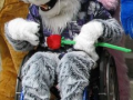 c_1232885983639_wheelchairfurryya7.png